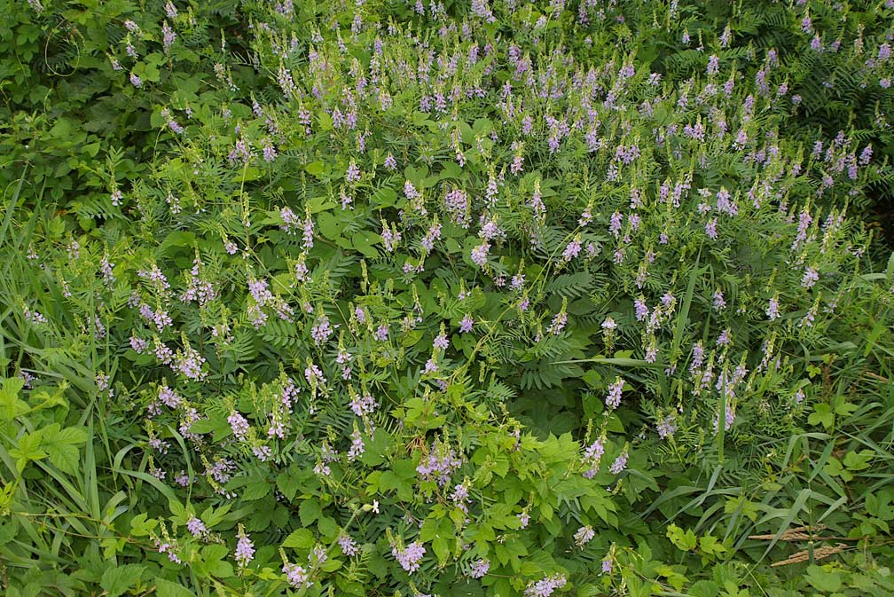 Galega officinalis / Capraggine, lavamani, chiappamosche